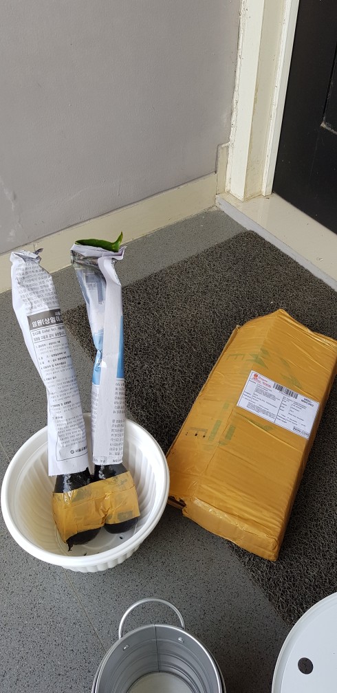 Pohon Mostera | Tanaman Hias Mostera