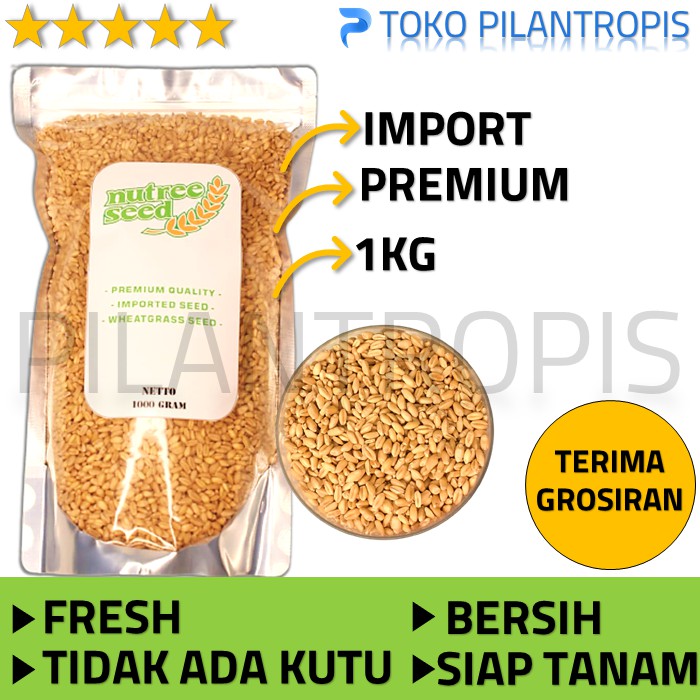 [GROSIR] BENIH WHEATGRASS 1KG BIBIT RUMPUT GANDUM KUCING MICROGREEN SEED IMPORT MURAH