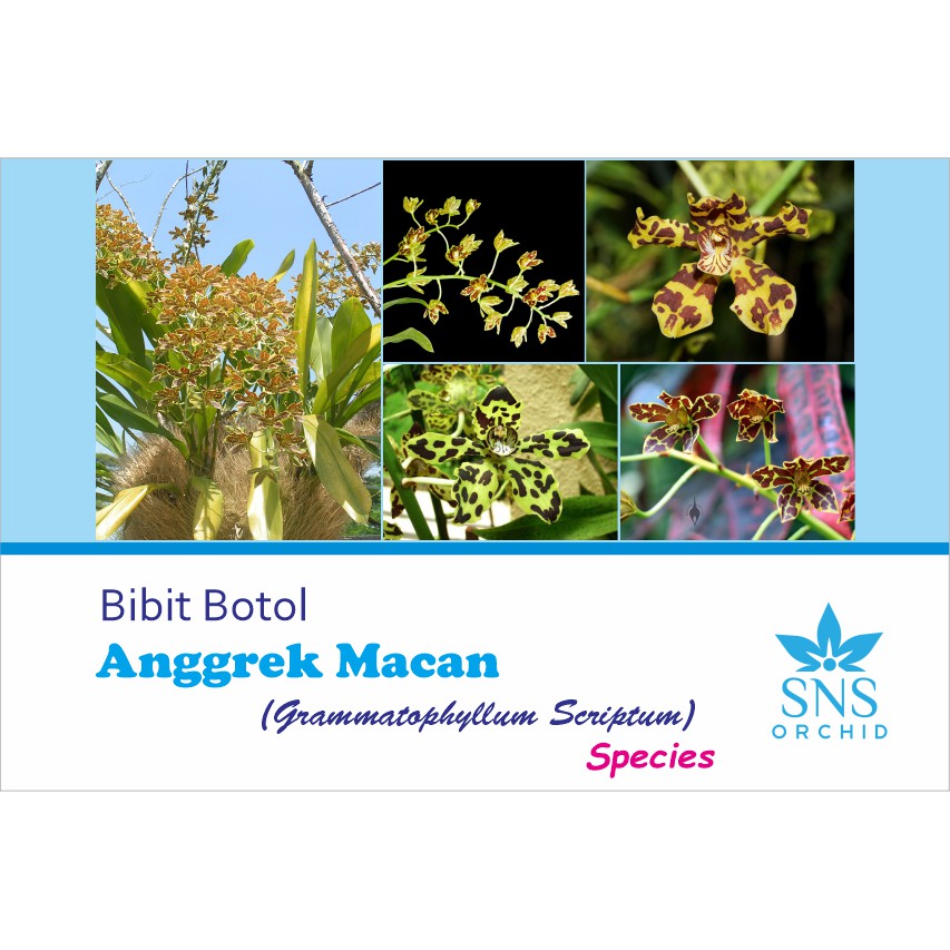 Bibit Botol Anggrek Macan Grammatophyllum Scriptum Tiger Paw bunga cantik unik species tanaman hias 