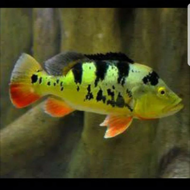 Ikan Hias Pbass Peacock Bass Monoculus Cichla Mono Hiasan Aquarium Aquascape Kolam Ikan Hias Pibas