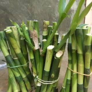  Bambu  hoki  15cm Shopee Indonesia