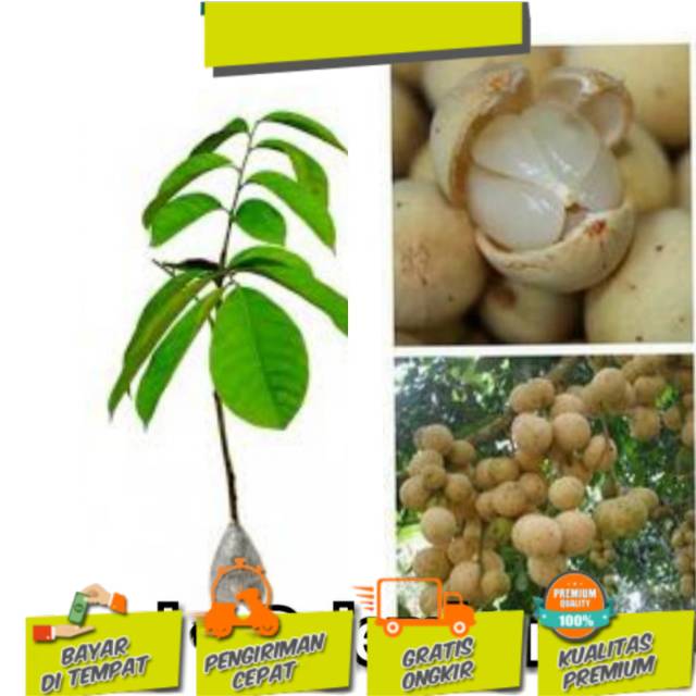 Bibit duku palembang paling manis