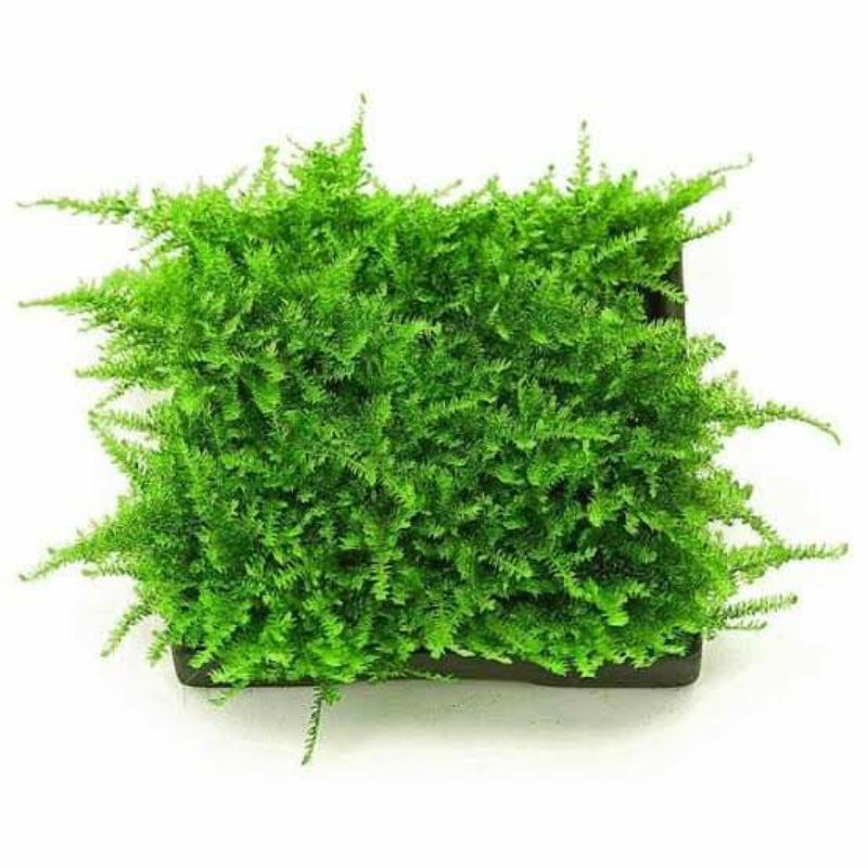 

Java Moss