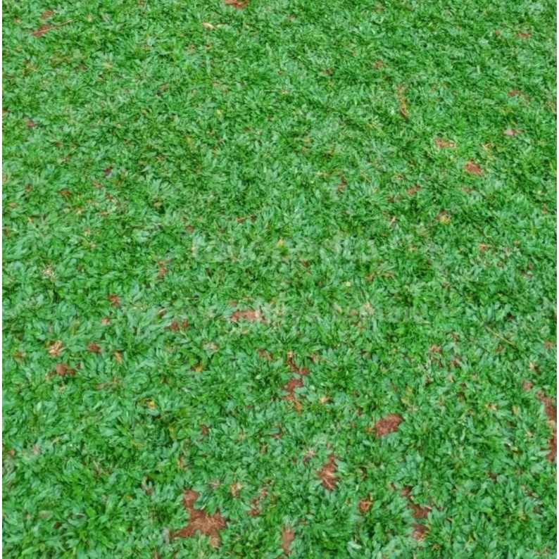 Jual Rumput Hidup Gajah Mini 1x1 Meter Persegi Shopee Indonesia