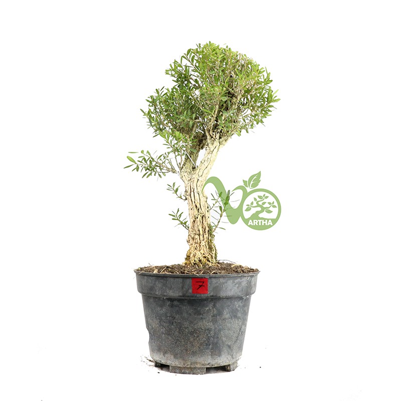 Bonsai Buxus - Mame 07