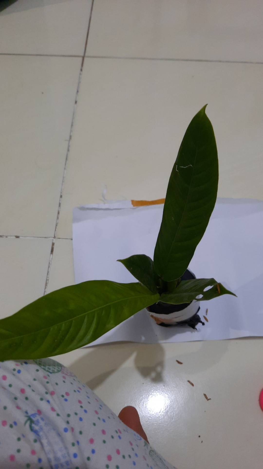 Tanaman Hias Bibit Anturium Linet