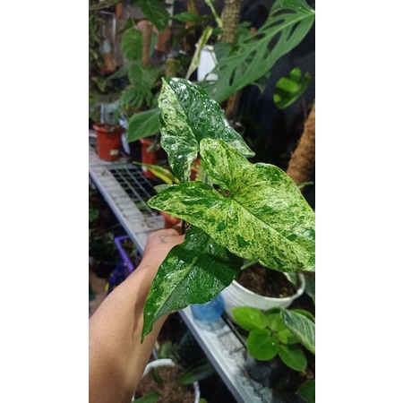 Tanaman Hias Syngonium Mojito Syngonium Motif Tanaman Syngonium Mojito Terjangkau