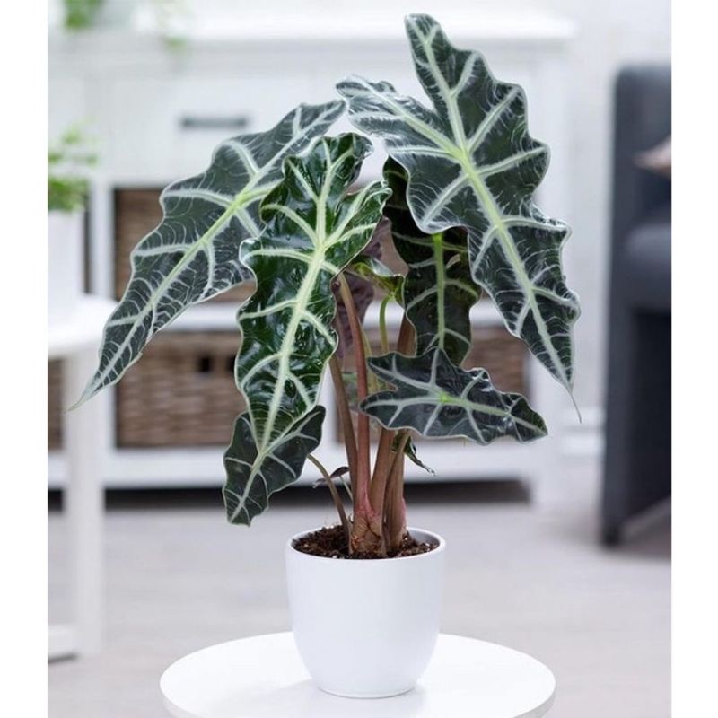 bibit tanaman hias keladi Amazon - caladium - alocasia baby amazon/Tanaman hias hidup Keladi