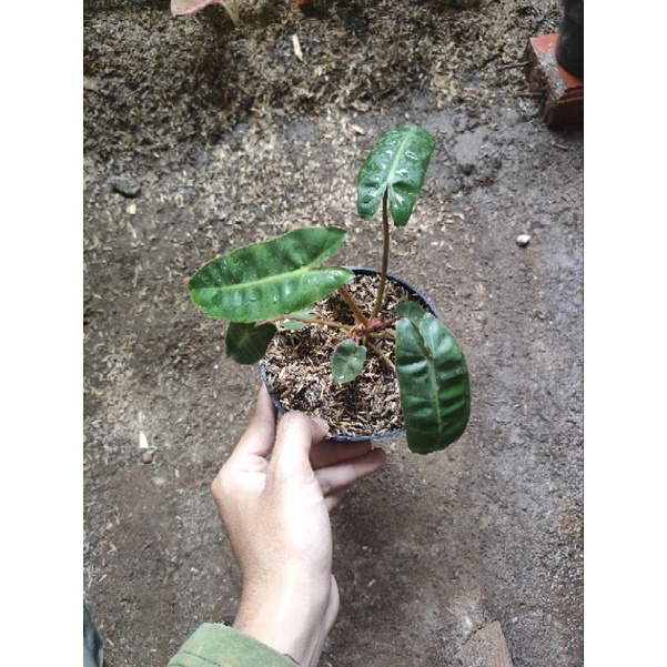 Philodendron billietiae / Kabel busi anakan