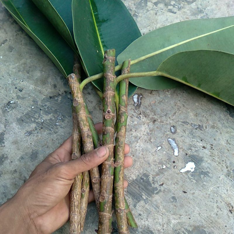 KARET KEBO..FRESS CUTING/ STEK.