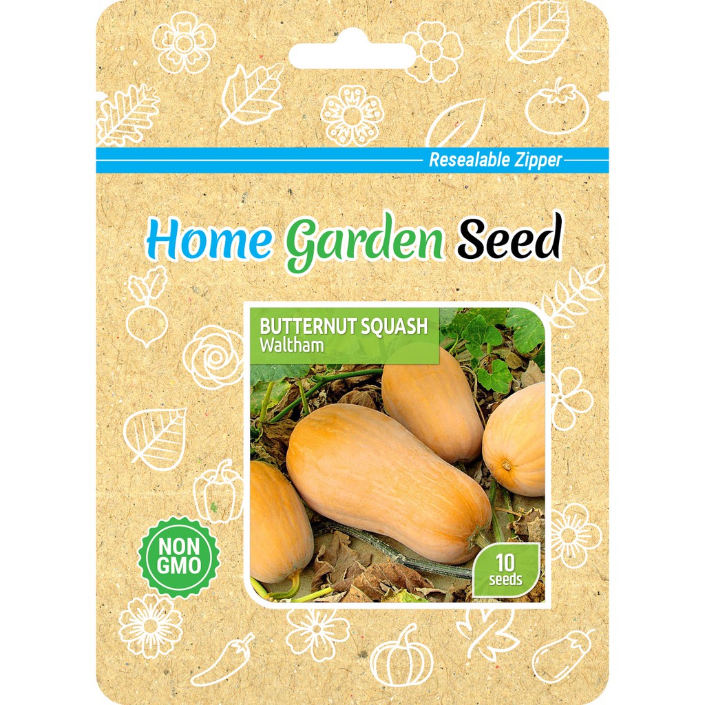 Benih Butternut Squash - Waltham, Labu Butternut - Home Garden Seed