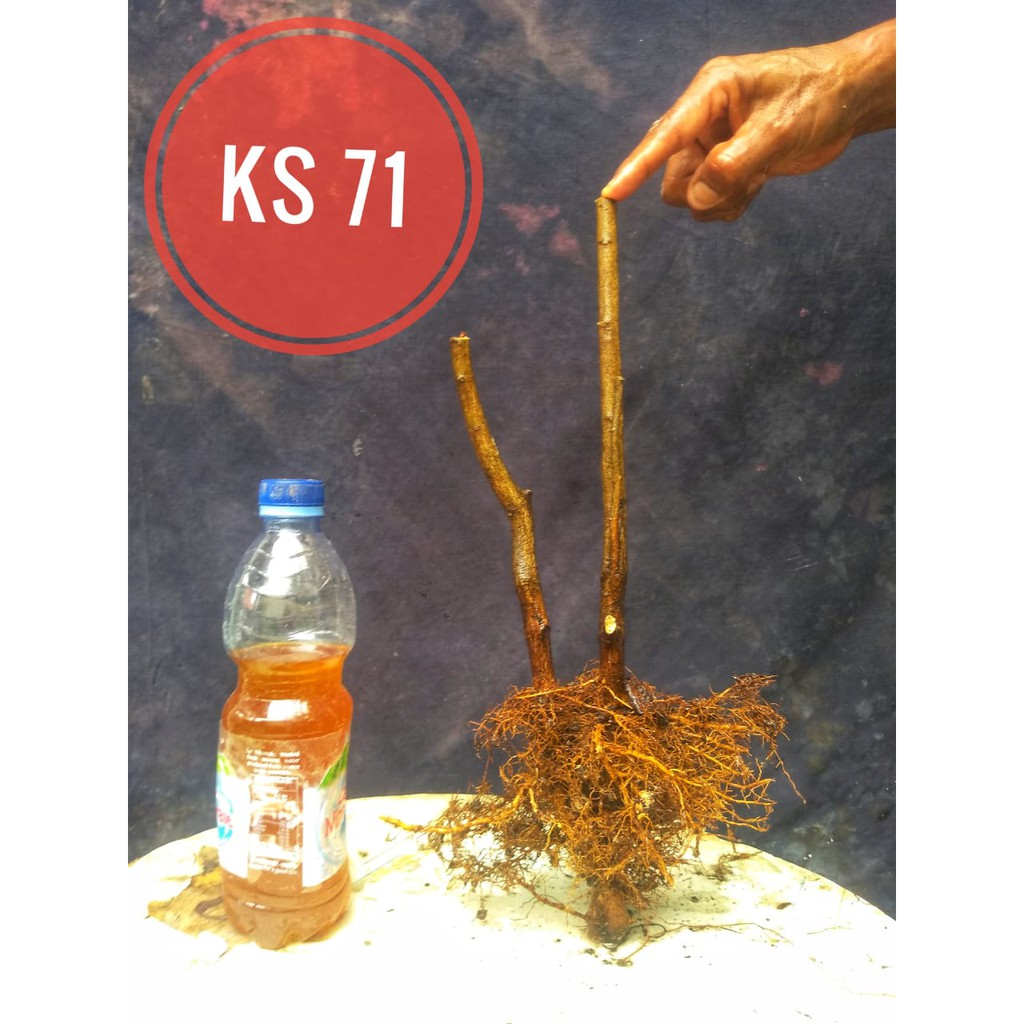 Bahan Bonsai Tanaman Hias Jeruk Kingkit Dongkelan Small atau mame