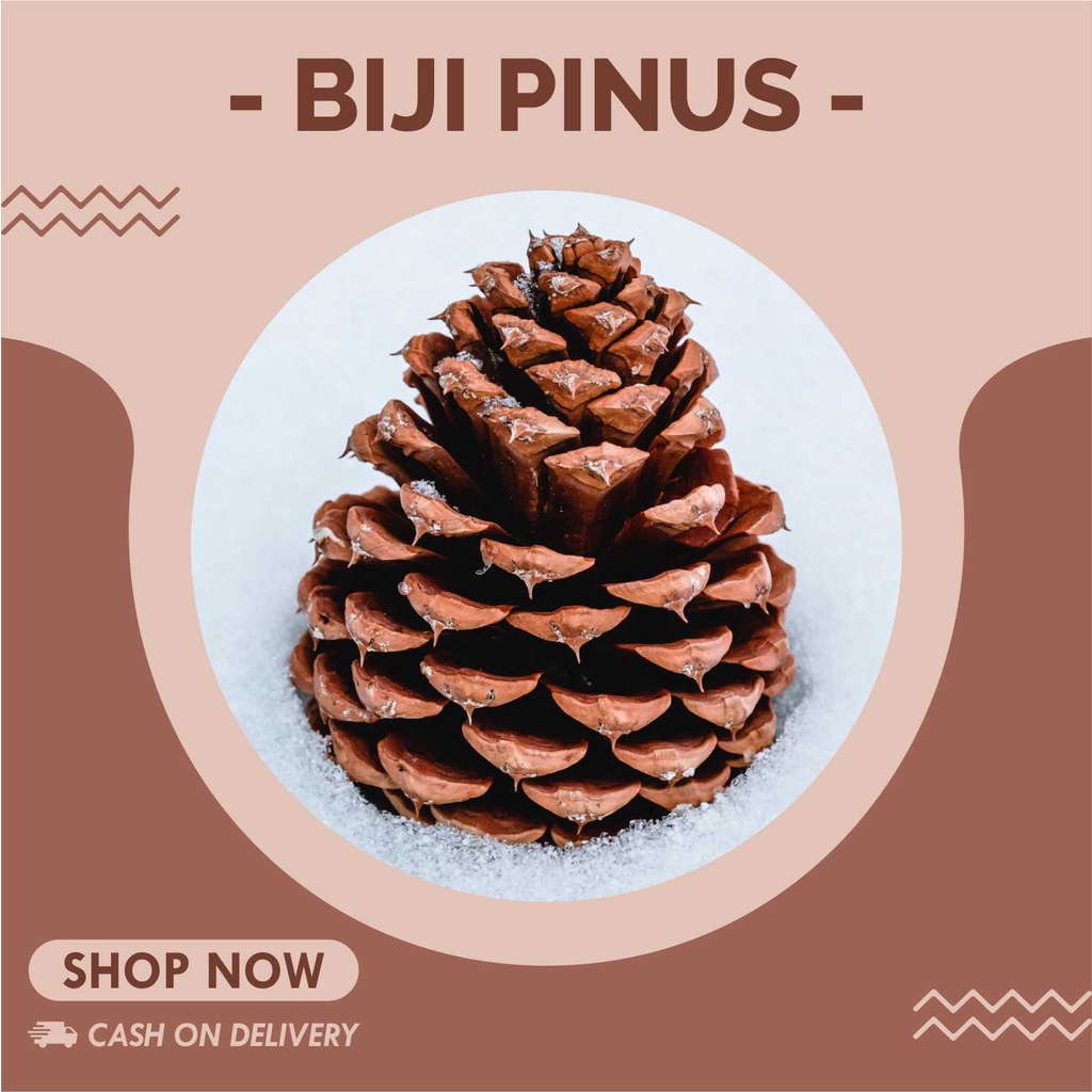 Biji Pinus | Bunga Pinus | Buah Pinus Rustic