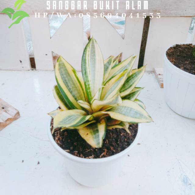Tanaman hias sansivera / lidah mertua mini kodok plus pot