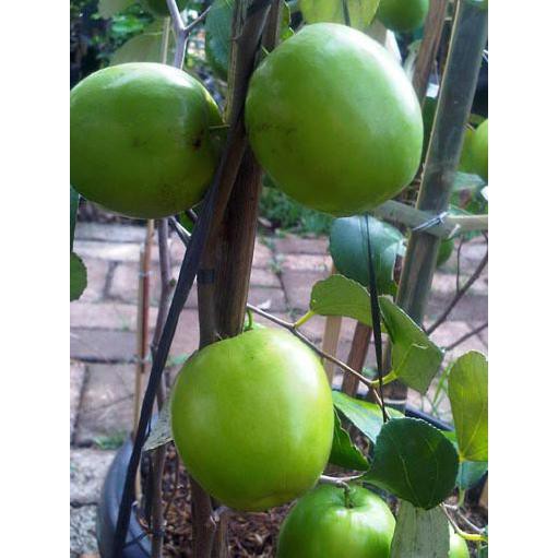 

Pjr Bibit Apel Putsa Kualitas Unggul Rasa Buah Yang Renyah
