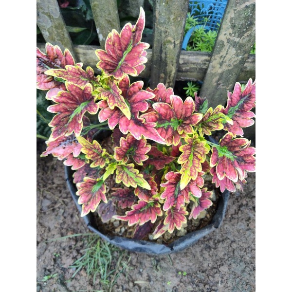 Tanaman hias langka murah miana batik/ekor naga merah.sudah berakar