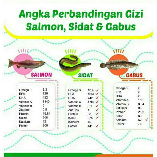 ORIGINAL Gizidat - Madu Penambah Nafsu Makan Anak Ikan Sidat + Probiotik Penambah Nafsu Makan Penambah Berat Badan BB Booster Madu Balita Madu Anak Penambah Nafsu Makan BPOM 130ML