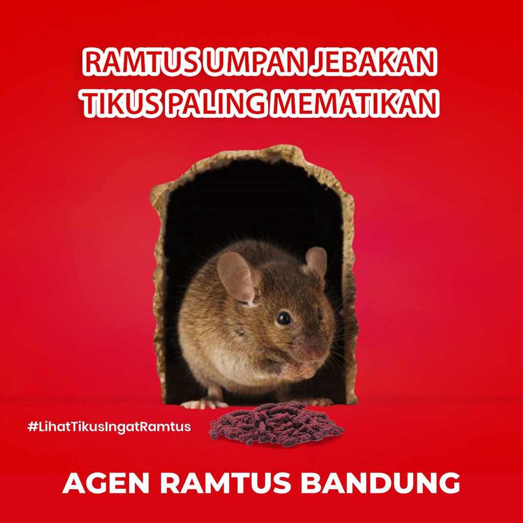 Racun Tikus RAMTUS Bandung Ampuh