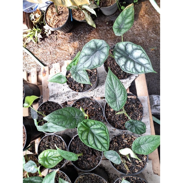 Alocasia dragon scale dan cuprea