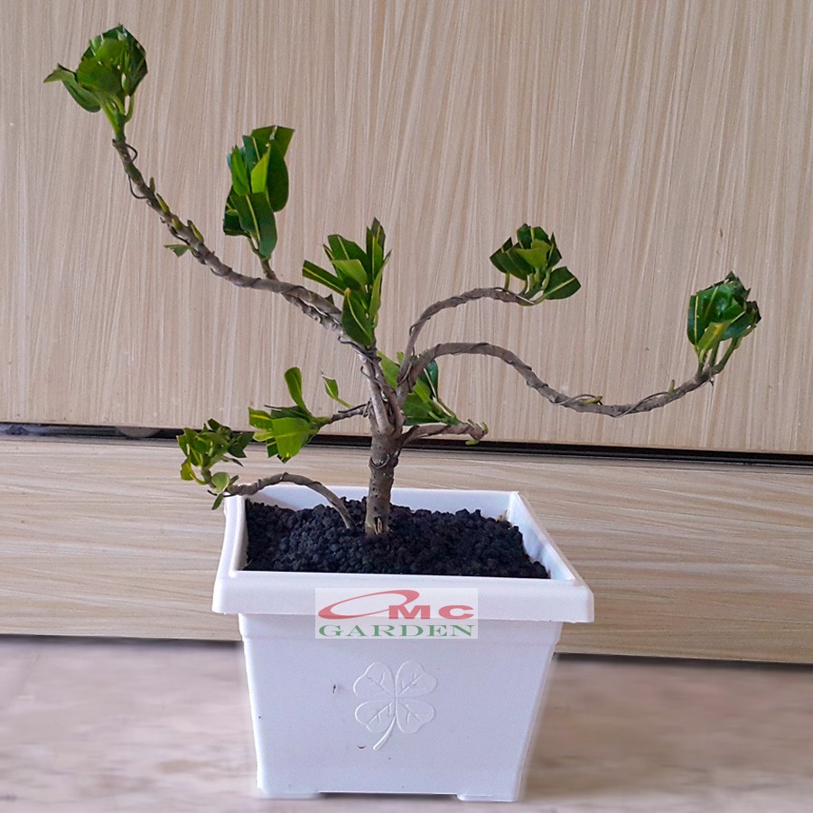 Tanaman Hias Pohon Bonsai Mame Puring Croton Buntut Jago Hijau Kuning Pisang Banana PR-BJHK-001