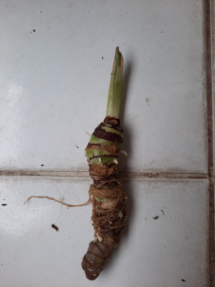 Bonggolan Alocasia Rigina