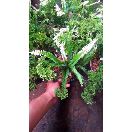 TANAMAN HIAS PAKIS/SUPLIR TENTACLE VARIEGATA ALBO