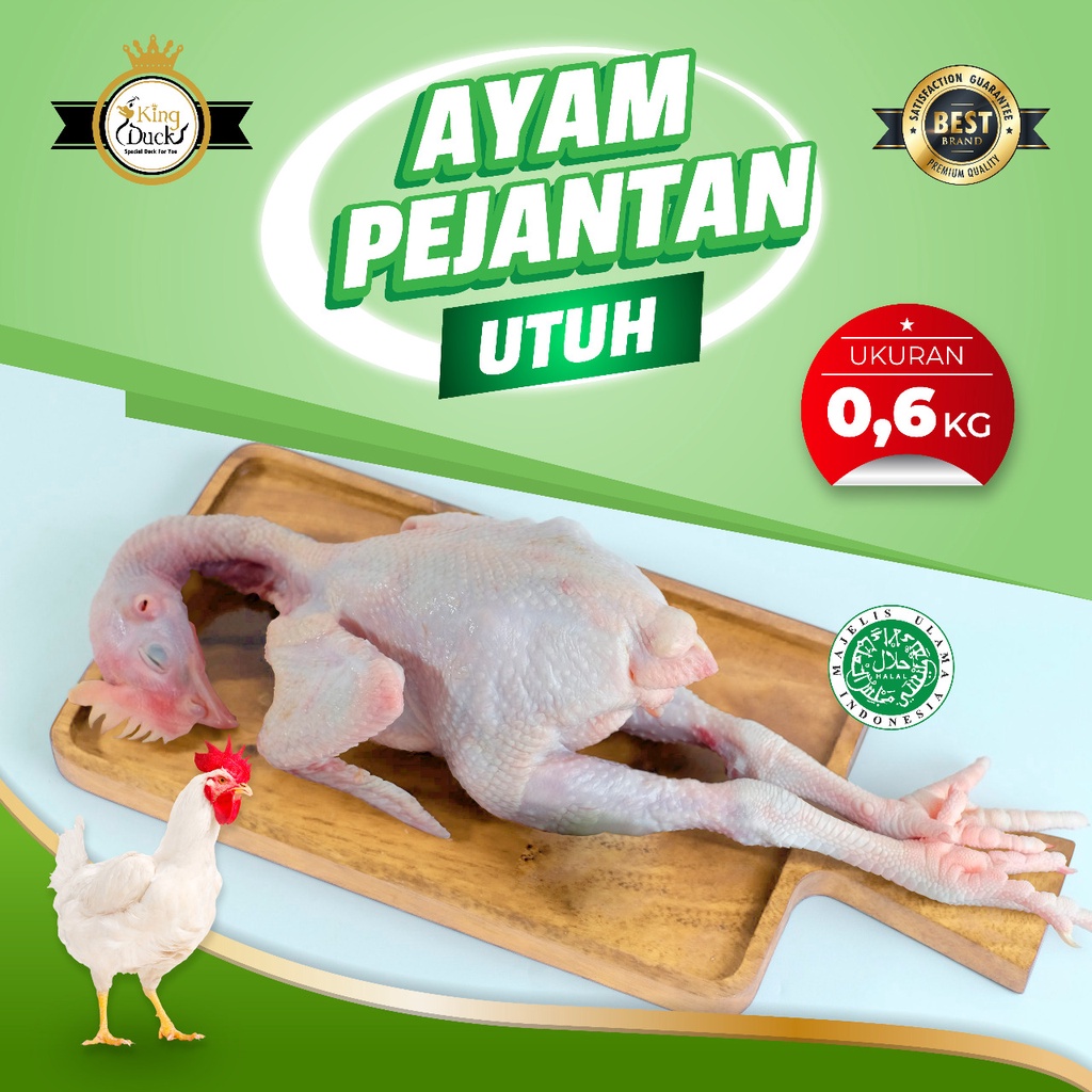 

AYAM PEJANTAN