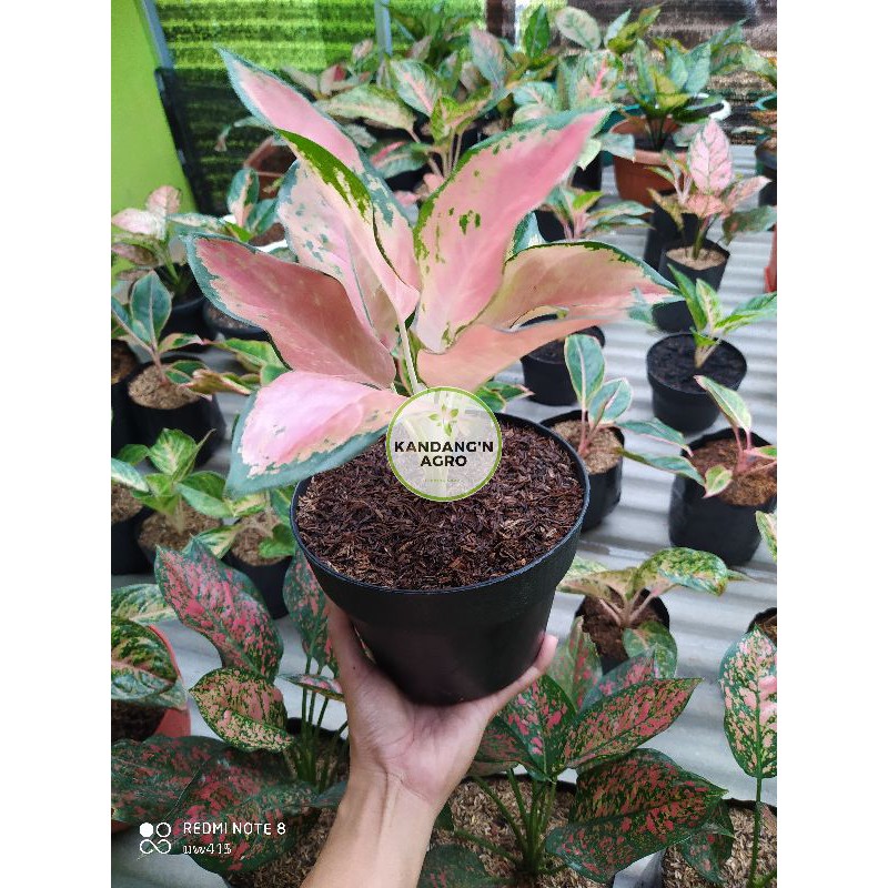 Aglonema Kochin Compacta