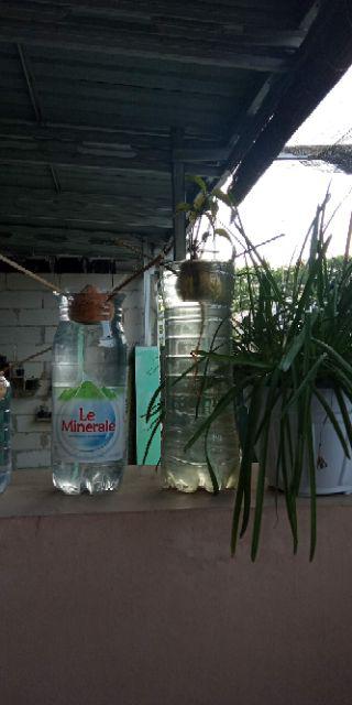 Bibit Durian Montong