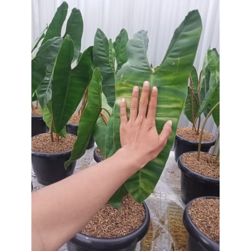 Philodendron Kabel Busi