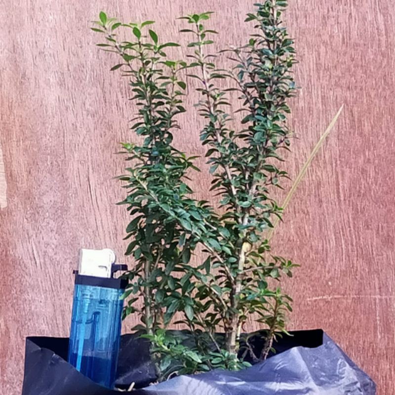 (COD) SERIBU BINTANG MICRO  SERBIN MICRO