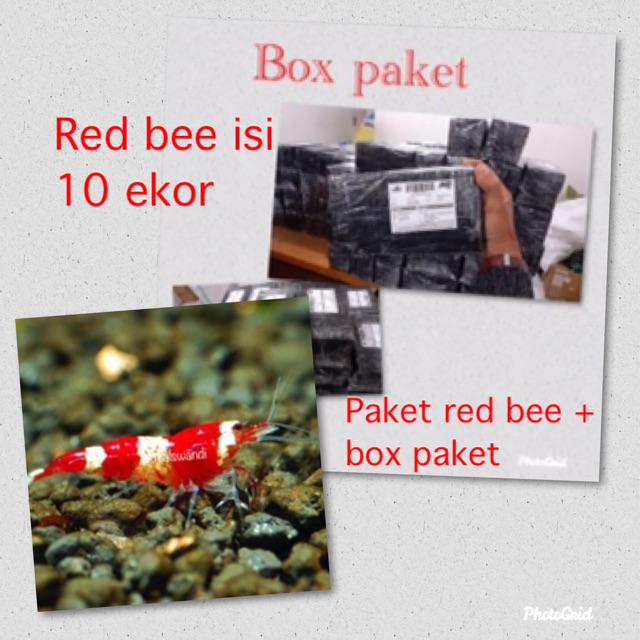 Paket murah udang hias red bee + box packing