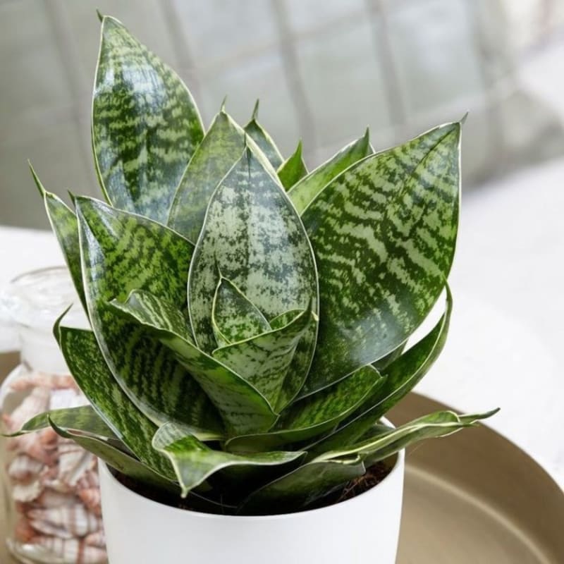 Tanaman Hias Sansivera Birdnest Green Succulent Indoor