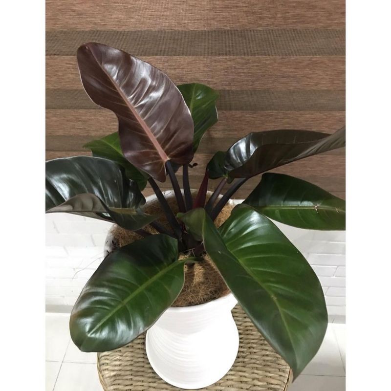 Philodendron Black Cardinal tanaman hias Black Cardinal asli