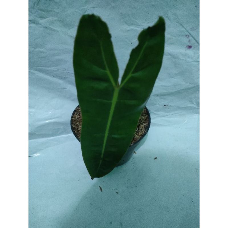 philodendron kabel busi ORI fresh cutting