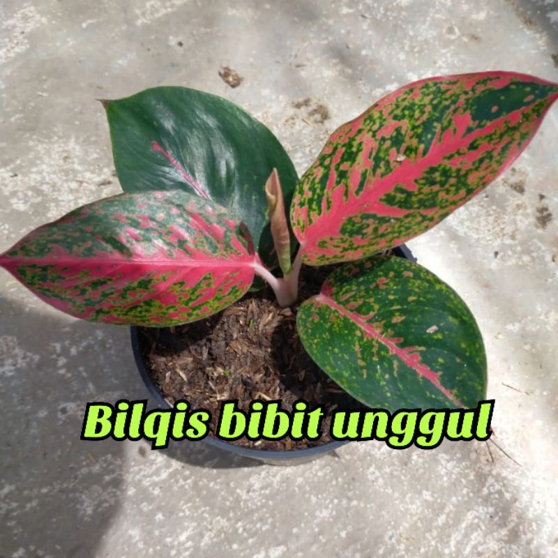 bunga aglonema red stardast Stardust super_bunga aglonema red stardas Stardus super