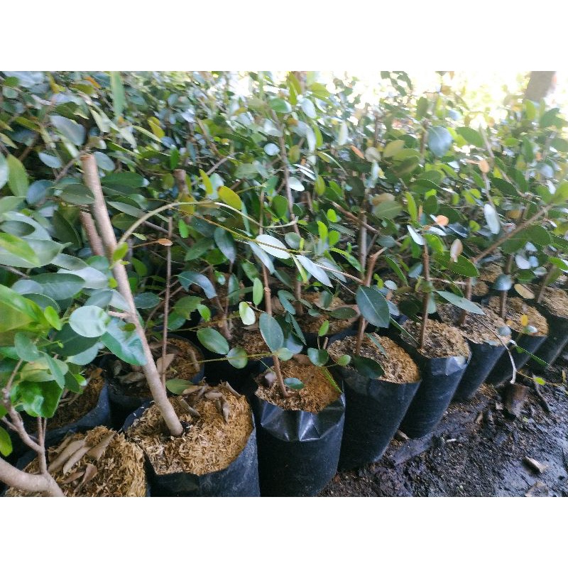 Bahan Bonsai Iprik Pupus Merah Langka