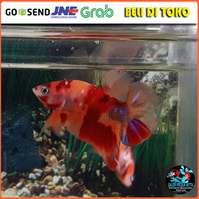 COD Plakat Nemo Ikan Cupang Plakat Ikan Cupang Plakat Nemo Ikan Cupang Hias Plakat Nemo Red