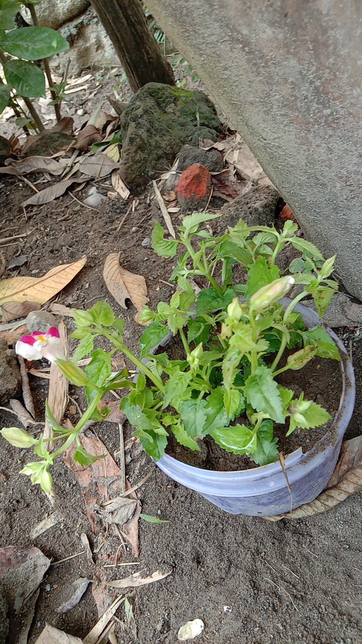 Tanaman Hias Torenia Pink