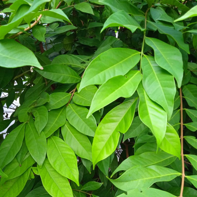 

Daun Salam Segar @ 100 gram