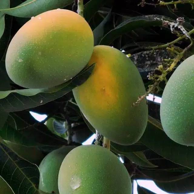 BIBIT MANGGA MANALAGI OKULASI CEPAT BERBUAH
