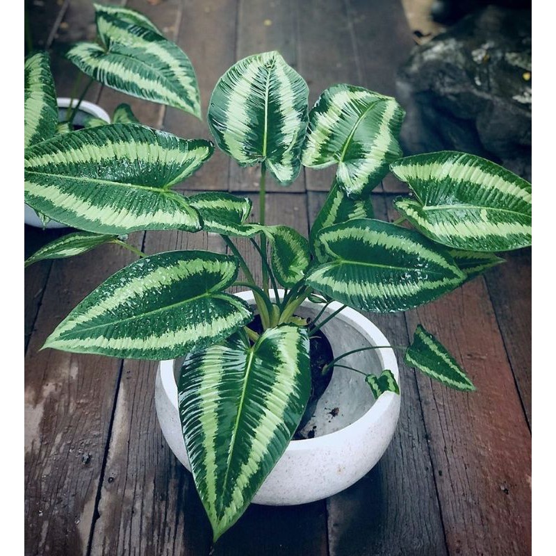 hamalomena , homalomena, homalomena , schismatoglottis wallichi