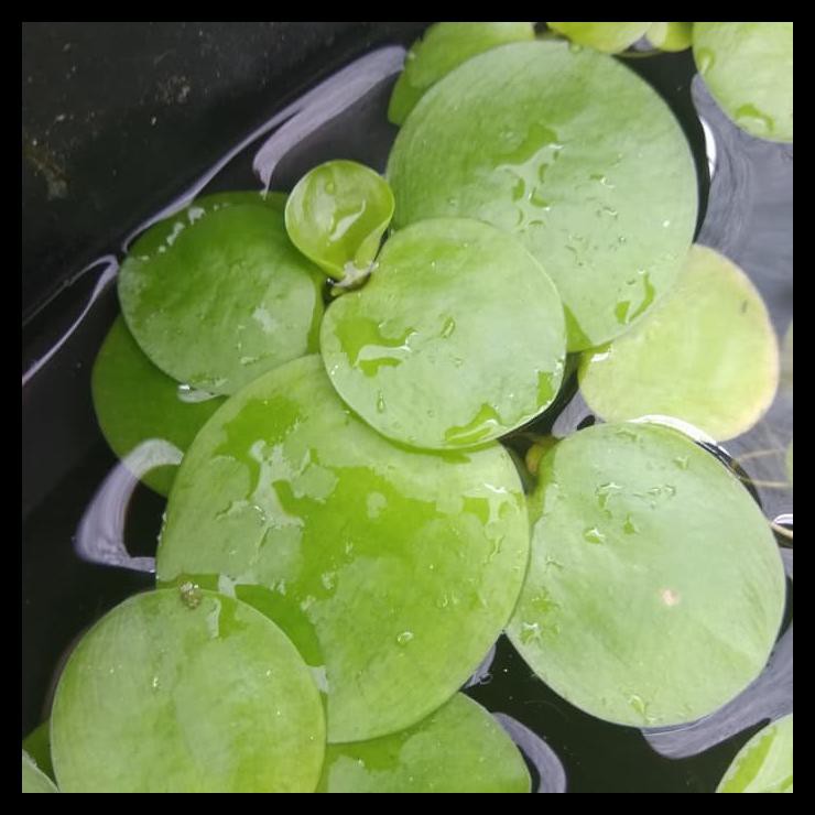 Boom Sale Amazon Frogbit Tanaman Air Penyerap Amoniak Dlm Kolam