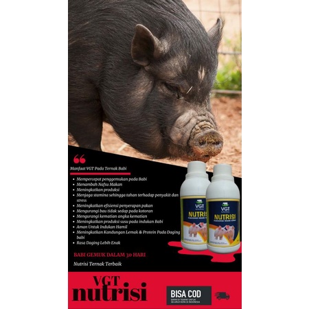 VGT Nutrisi Penggemuk Babi