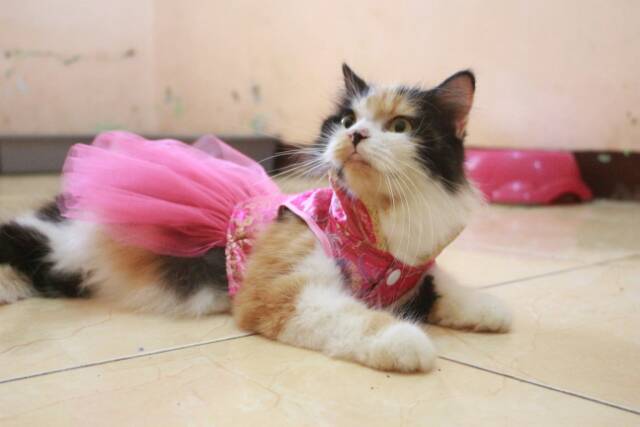 Dress chongsam tutu imlek 2019 untuk kucing dan anjing size S M L XL