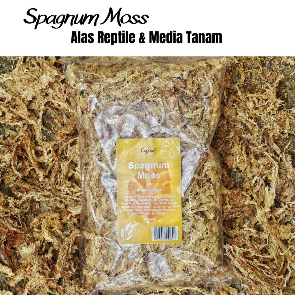 Sphagnum Moss Chile | Lumut Putih Kering Import 50gr | Media Tanam atau Alas Reptil