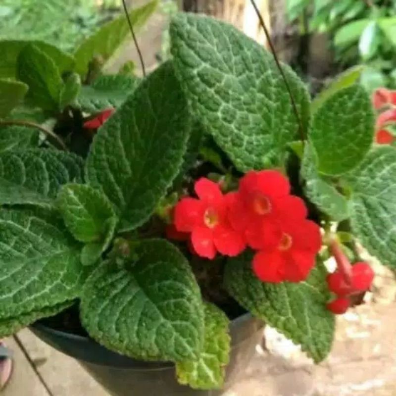 Tanaman hias episcia mutiara - tanaman hias pot gantung - episcia mutiara