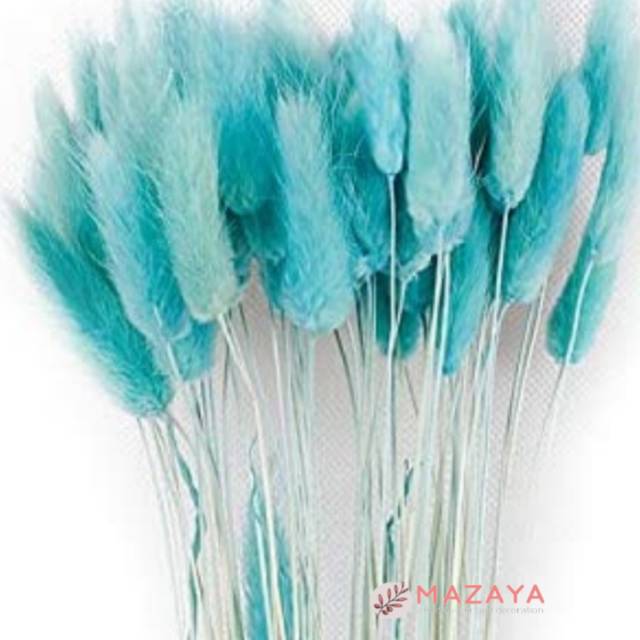 (5-10 pcs) Bunny Tail / Lagurus Dried Flowers