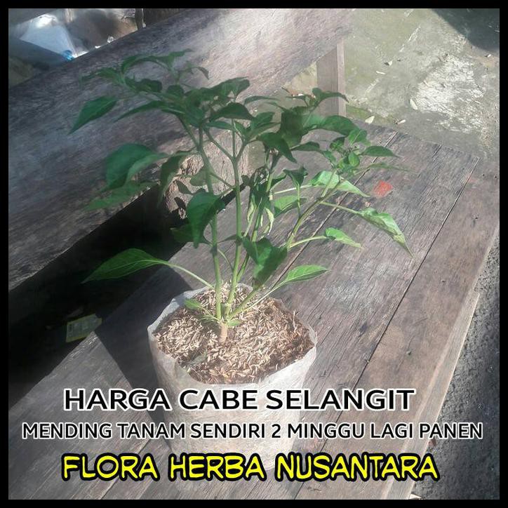 POHON CABE RAWIT HIJAU