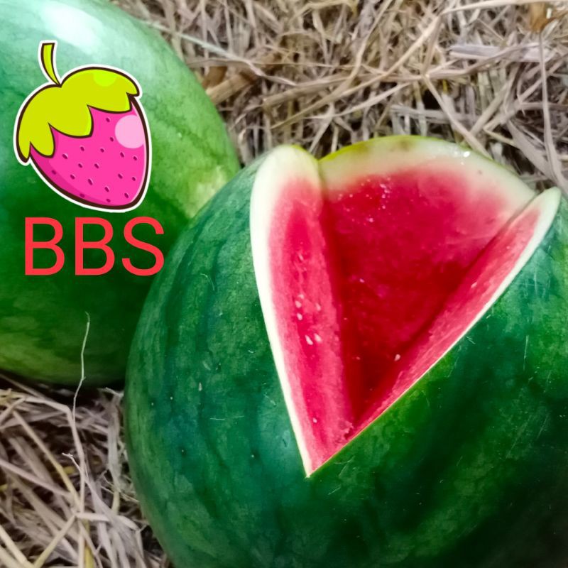 

Buah Semangka Merah Non Biji Super/hrg 1 pcs (3.0 - 3.5 kg)